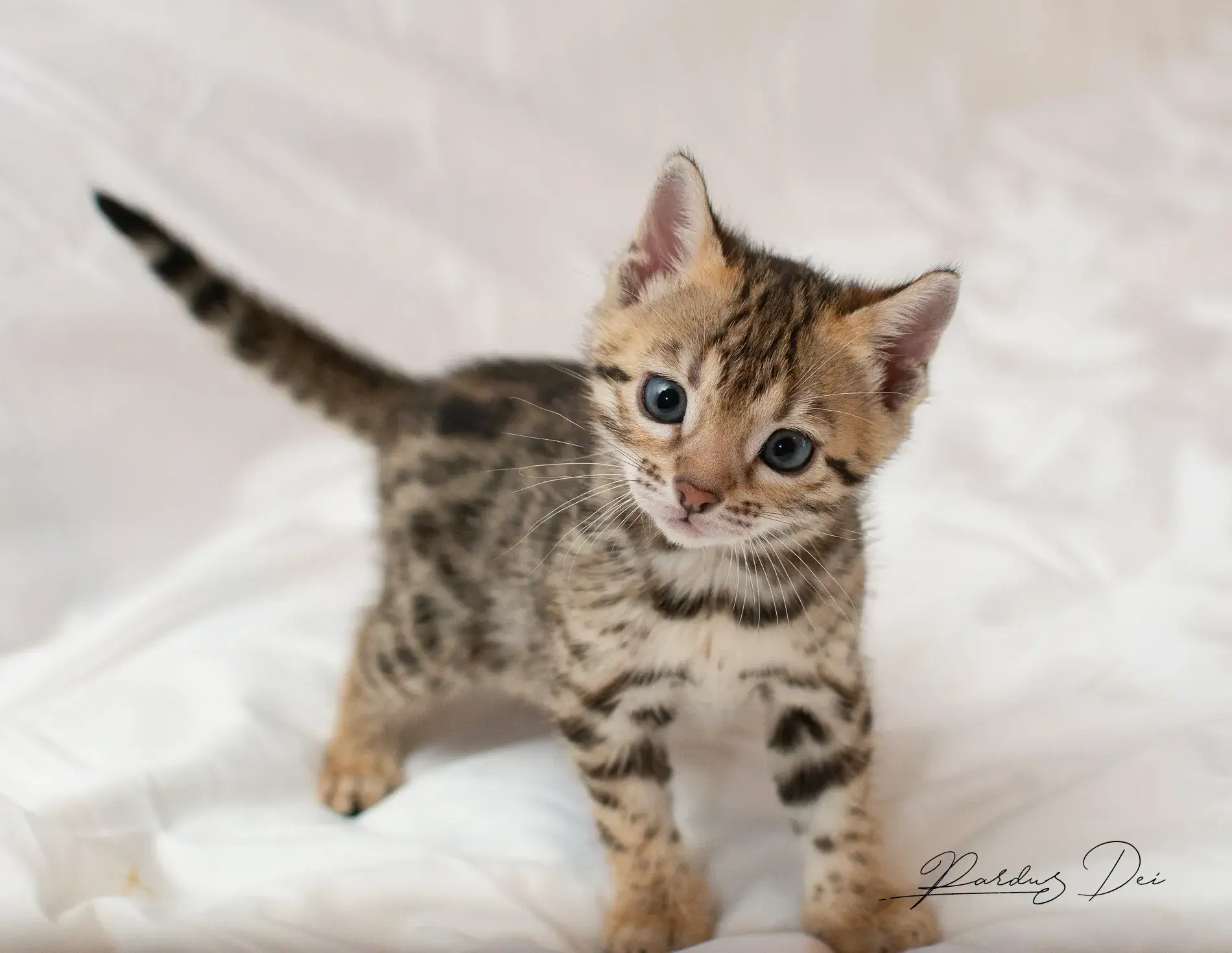 chaton bengal